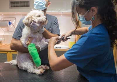 Κτηνιατρική κλινική Κυκλάδων, Εξειδικευμένες εξετάσεις ζώων, Κτηνιατρική περίθαλψη, Θεραπεία ζώων, Νοσηλεία ζώων, στείρωση γάτας, στείρωση σκύλου, Εξέταση σκύλου