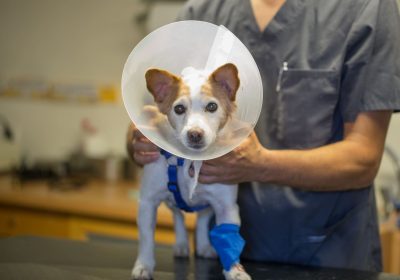 Κτηνιατρική κλινική Κυκλάδων, Εξειδικευμένες εξετάσεις ζώων, Κτηνιατρική περίθαλψη, Θεραπεία ζώων, Νοσηλεία ζώων, στείρωση γάτας, στείρωση σκύλου, Εξέταση σκύλου